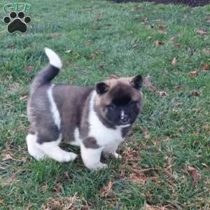 Carol, Akita Puppy